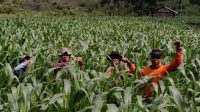 KAPOLSEK MERANTI CEK PERTUMBUHAN TANAMAN JAGUNG LAHAN PERCONTOHAN