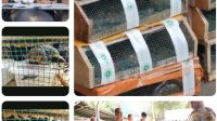 BKHIT Kalbar Gagalkan Penyelundupan 173 Satwa Dilindungi