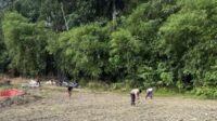 Polsek Batang Tarang Lakukan Pemupukan Perdana Jagung Demplot, Tunas Tumbuh Subur Usai Penanaman Serentak
