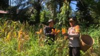 Kapolsek Simpang Dua dan Bintara Penggerak Laksanakan Panen Jagung Hibrida di Desa Semandang Kanan