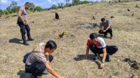 Pengecekan Pertumbuhan Tanaman Jagung Lahan Percontohan Polsek Menyuke