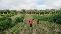 Polsek Ngabang Lakukan Penyemprotan Hama Di Kebun Jagung Presisi Polres Landak Rajawali Untuk Tumbuh Kembang Tanaman