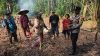Poktan Rame Amah Tanam Jagung di Lahan ±1 Ha, Dukung Program Nasional 1 Juta Hektar