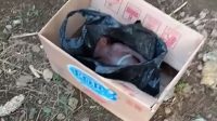 Warga Segiring Geger, Ditemukan Bayi Dalam Kantong Plastik dan Kardus