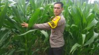 Cek Perkembangan Demplot, Kanit Binmas Polsek Sebangki Pastikan Tanaman Tumpang Sari Tumbuh Optimal