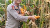 Panen Raya Jagung Bersama KWT Repo Sidi: Wujud Kemandirian Pangan di Desa Andeng