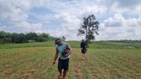 Polsek Sekayam Intensif Lakukan Perawatan Lahan Demplot Jagung, Dukung Ketahanan Pangan Lokal