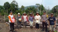 KWT Raya Abadi Sebadu Laksanakan Tanam Jagung Juli 2025, Dukung Program Nasional 1 Juta Hektar