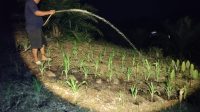 Kerja Keras Polsek Sokan Menjaga Kesuburan Tanaman Jagung