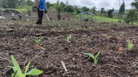 Kapolres Melawi Pantau Progres Pertumbuhan Jagung di Lahan Desa Kelakik