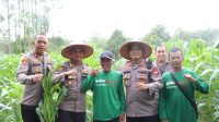 Kapolres Melawi Pantau Perkembangan Jagung Poktan Karunia Tani