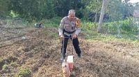 Penanaman Jagung Lanjutan di Lahan Demplot Polsek Sebangki, Wujud Sinergi Polisi dan Petani