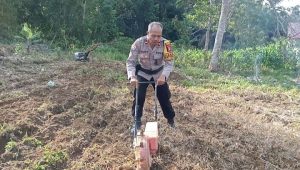 Penanaman Jagung Lanjutan di Lahan Demplot Polsek Sebangki, Wujud Sinergi Polisi dan Petani