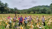 PANEN JAGUNG DI LAHAN DEMPLOT POLSEK SENGAH TEMILA HASILKAN 6 TON