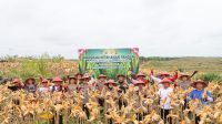 Panen Perdana Jagung Demplot Presisi Polres Landak di Desa Amboyo Inti