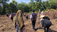 Penanaman Jagung Serentak di Desa Kerohok, Wujud Dukungan Program Ketahanan Pangan Nasional