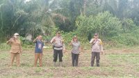 Sebangki Gelar Penanaman Jagung Serentak, Dukung Program Ketahanan Pangan Nasional