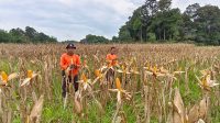 PERSONIL POLSEK MERANTI CEK PERTUMBUHAN DEMPLOT TANAMAN JAGUNG LAHAN PERCONTOHAN