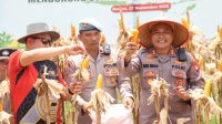 Kapolres Melawi Bersama Forkopimda Panen Raya Jagung Serentak Kuartal III di Desa Tanjung Tengang