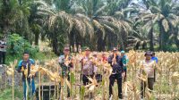 Panen Raya Jagung di Sengah Temila: Bukti Sinergi Petani, Pemerintah, dan Aparat