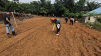 Polsek Ngabang Dan Polsubsektor Jelimpo Laksanakan Penanaman Bibit Jagung Hibrida NK Perkasa Secara Berkelanjutan