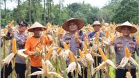 Kapolres Melawi Panen Jagung di Desa Batu Ampar