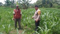 Bhabinkamtibmas Polsek Menyuke Cek Kondisi Jagung Ke Desa Anik Dingir