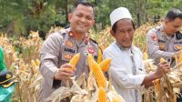 Polres Melawi Bersama Pengurus Ponpes Al-Shighor Panen Jagung