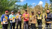 Bintara Penggerak Desa Pawis Hilir Bripka Aa Yandra Lakukan Panen Jagung 1 Desa 1 Hektar Bersama Kecamatan dan Pemdes