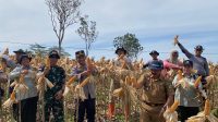 Perkuat Ketahanan Pangan, Polsek Beduai Panen Jagung di Lahan Demplot Satu Hektare