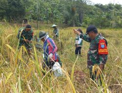 Danramil 1204-21/Entikong Bersama Babinsa Dampingi Petani Panen Padi, Wujudkan Ketahanan Pangan di Wilayah  ‎
