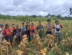 Panen Perdana Jagung BUMDes Pandan Sembuat, Langkah Nyata Perkuat Ketahanan Pangan di Tayan Hulu