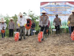 Wujudkan Lumbung Jagung Kalimantan, Kapolda Kalbar Pimpin Penanaman Serentak di Landak