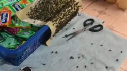 Ngeri! Lalat Kuasai Rumah Warga, Anak-Anak Dusun Bamek Terserang Muntaber