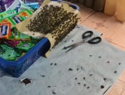 Ngeri! Lalat Kuasai Rumah Warga, Anak-Anak Dusun Bamek Terserang Muntaber