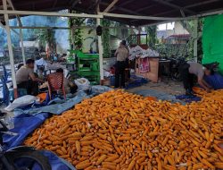 Pemipilan Jagung Hibrida Demplot Polsek Meliau Capai 3 Ton, Wujud Nyata Dukungan Ketahanan Pangan