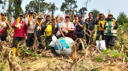 Panen Jagung Hibrida di Meliau Capai Estimasi 4,64 Ton Pipil Kering per Hektare