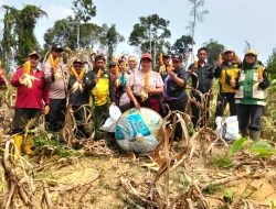 Panen Jagung Hibrida di Meliau Capai Estimasi 4,64 Ton Pipil Kering per Hektare