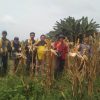 Panen Jagung Hibrida di Meliau Capai Estimasi 4,09 Ton Pipil Kering per Hektare
