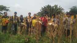 Panen Jagung Hibrida di Meliau Capai Estimasi 4,09 Ton Pipil Kering per Hektare