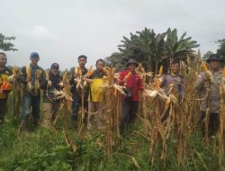 Panen Jagung Hibrida di Meliau Capai Estimasi 4,09 Ton Pipil Kering per Hektare