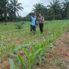 Jagung 22 HST Mulai Pulih, Polsek Parindu Pantau Lahan Poktan Dukung Swasembada Pangan