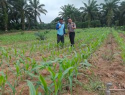 Jagung 22 HST Mulai Pulih, Polsek Parindu Pantau Lahan Poktan Dukung Swasembada Pangan