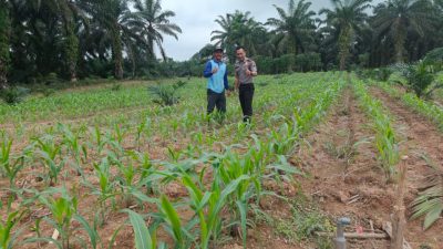 Jagung 22 HST Mulai Pulih, Polsek Parindu Pantau Lahan Poktan Dukung Swasembada Pangan